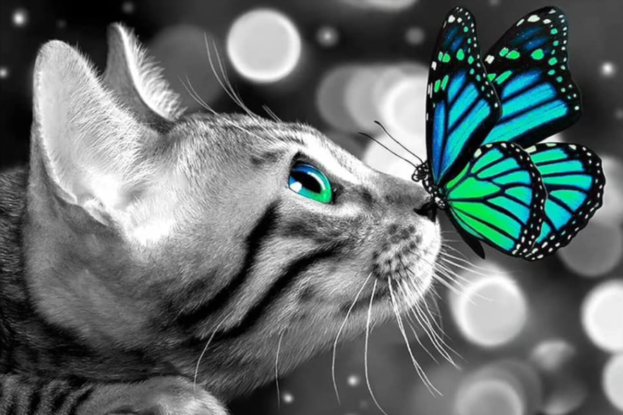 Diamond Painting Multi Special - Lovely Cat